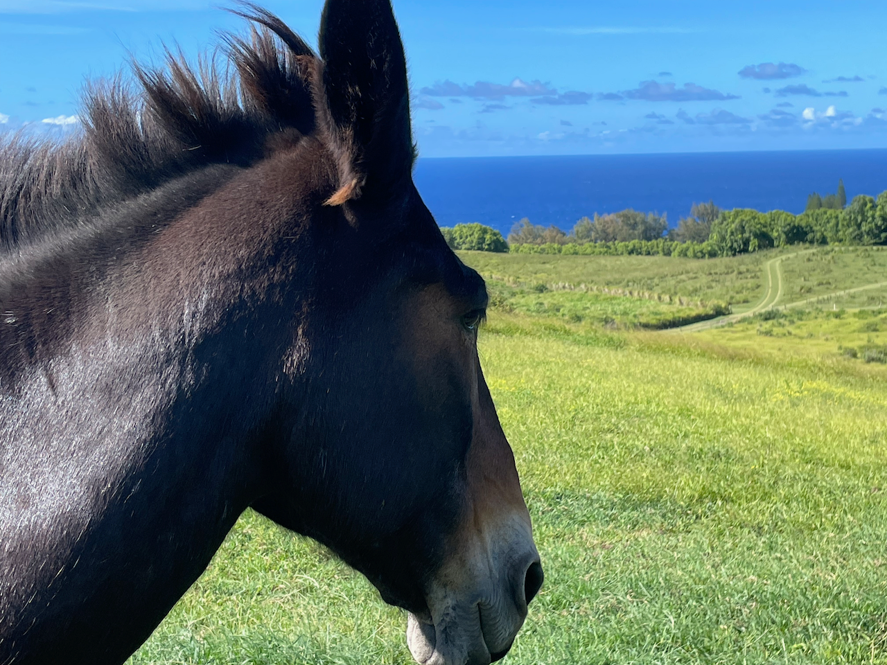 a close profile of a dark brown donkey, looking into the distance past a bright green field and a distant dark blue Pacific Ocean.