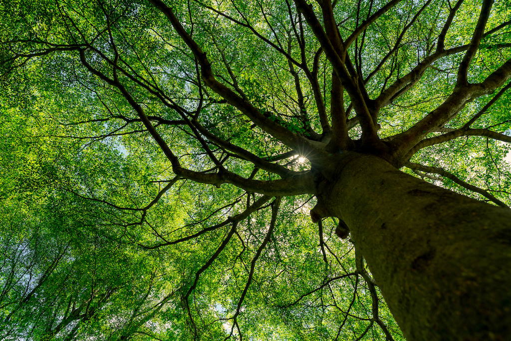 Looking up through a large green tree canopy.
